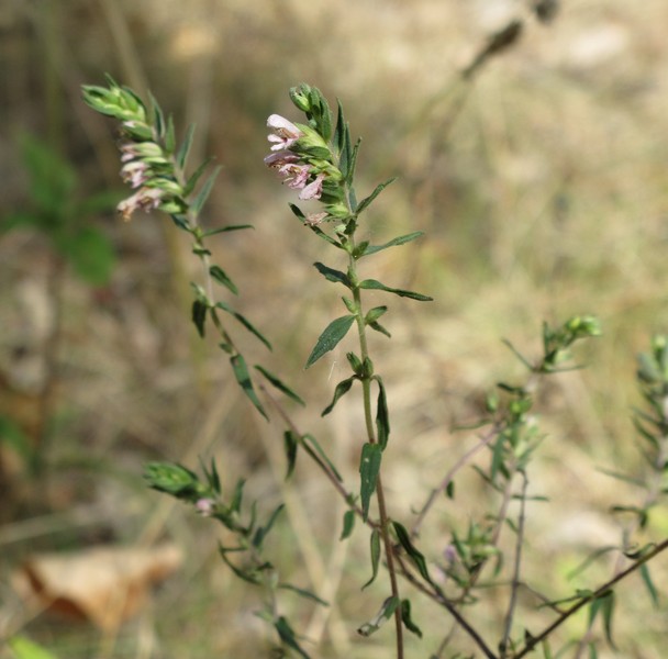 Odontites vernus